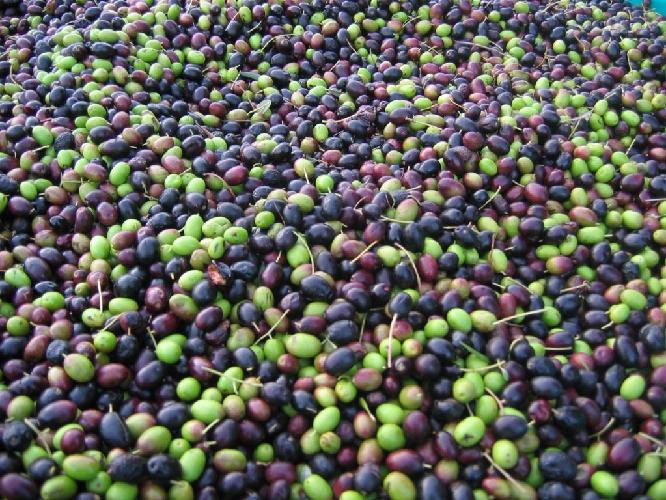 Olive in Trentino, prevista una produzione abbondante